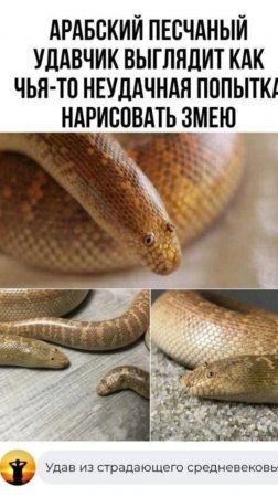 И арабского песчаного удавчика тоже гладим.