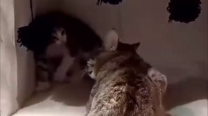 Кошка терпением и любовью победила его страх.