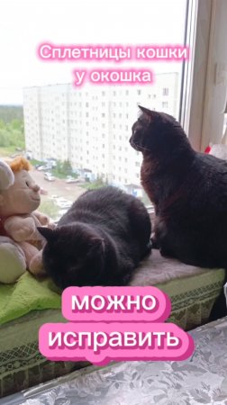 Кошки с озвучками.