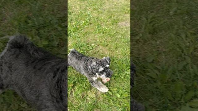 Тренировка Цвергшнауцера Фреда в Ульяновске, 12.06.2025