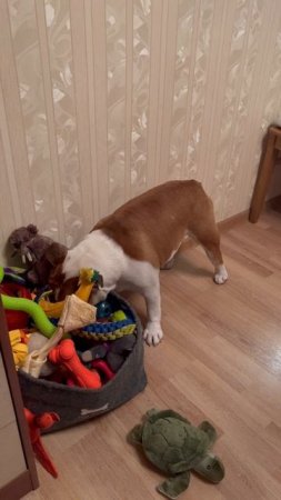 Выбор игрушки