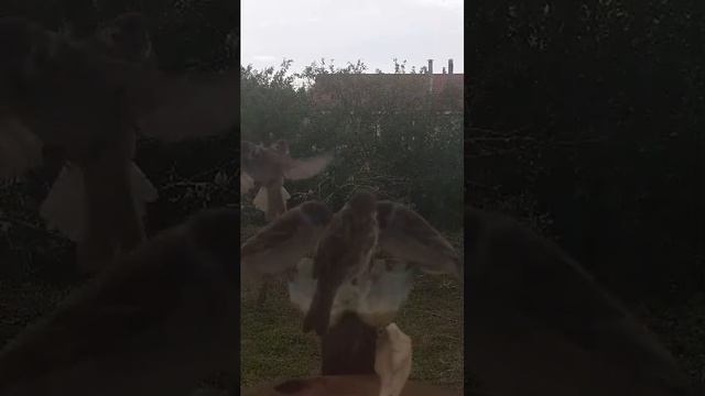 Птици на летней кормушке онлайн, много птиц!!!