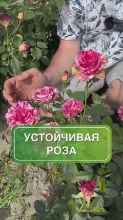 Мраморная» роза для вашего сада 🌹 советы садоводу цветник