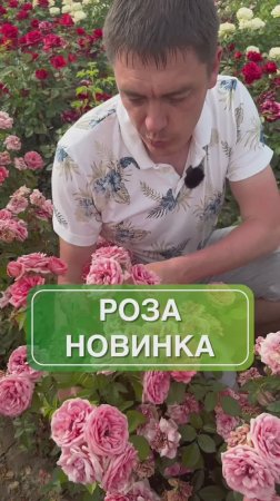 Роза флорибунда Кимоно — воплощение элегантности в вашем саду!