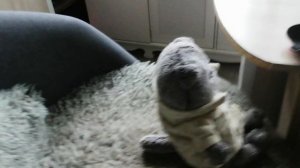 VID_20250626_165724.mp4