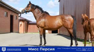 Продажа племенной Кобылы Mисс Персия (2018 г.р.) с перспективным жеребчиком от Алдан Ривера! 🔥