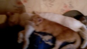 Кошачьи кадры на даче