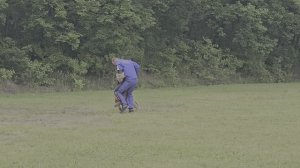 Goldene Bienenstock ADELAYDA-DZHERDI - №77. КЧК ХАБАРОВСК 13 июня`25 В.Киселева Моно н/о