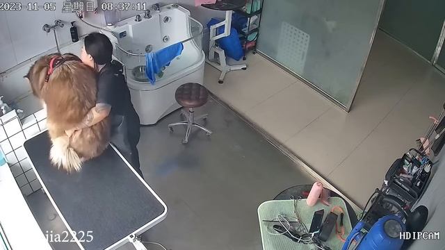 Собака ШОКИРУЕТ водителя доставки, САМЫЕ СМЕШНЫЕ домашние животные попали на камеры видеонаблюдения