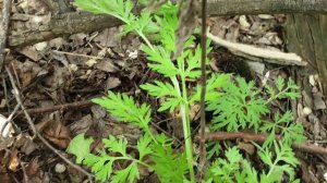 Тихая охота 🍄🍄🍄Барбарис, шиповник