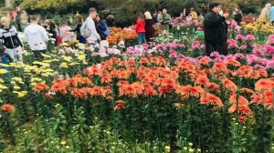 Никита. Бал хризантем.