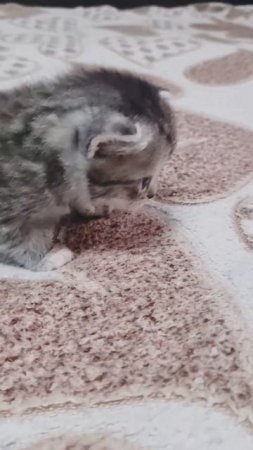 Одна из котят нашей Искорки очень любит проводить время с нами