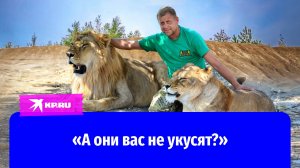За секунды до нападения льва: появилось видео, как директор парка «Тайган» кормит хищников