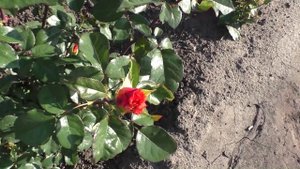 Розы превращаются в СПРЕЙ