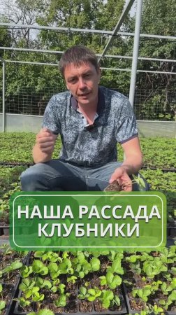 Делимся вестями "с полей"! 🍓