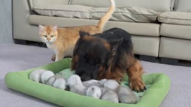 Мама-кошка была удивлена! Немецкая овчарка заботится о котятах лучше, чем она - 2025 год (uu)
