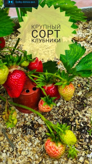 Крупный сорт клубники