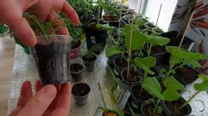 Бархатцы Антигуа и Перфекшн Черенкуем Результат 100 % Часть 2