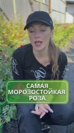 Этой розе не страшны мороз, засуха 🌹