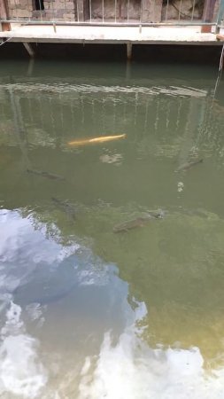 рыбки отдых релакс