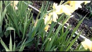 Гладиолусы стали одного цвета! В чем причина