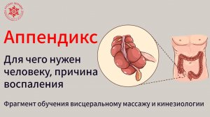 Аппендикс. Для чего нужен человеку, причина воспаления. Фрагмент обучения