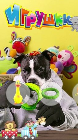 МНОГО ИГРУШЕК НЕ БЫВАЕТ! 🛒💸 НОВЫЕ ПОКУПКИ! 🐕 #стаффи #игрушка #магазин #выбор #игры #поиграть