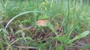 Придорожные грибы