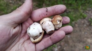 Ура! Еловые белые грибы пошли! Сбор лисичек после работы 26.06
Всеволожский, Ленинградская область