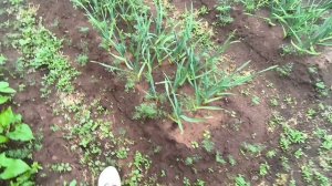 Пришла пора окучивать картофель/Деревня/Жизнь в деревне