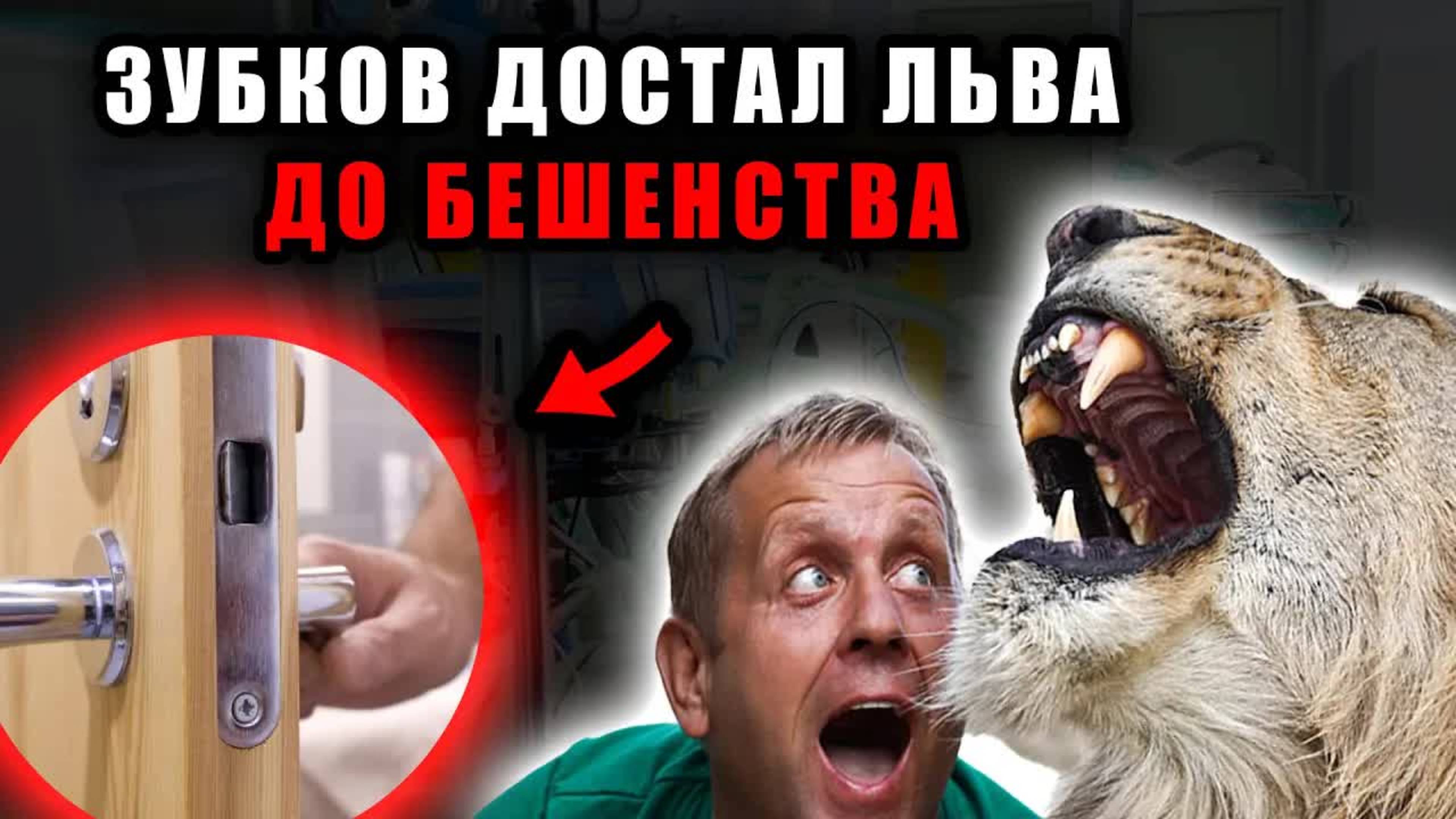Олег Зубков сам спровоцировал льва и поплатился — животное набросилось мгновенно. Новости шоубизнеса