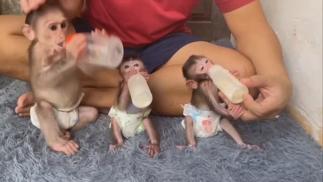 Обезьянки крошечные МОЛОКО пьют _Бутылочки еле держат СМЕШНЫЕ ДЕТКИ