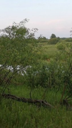 Деревня Хоминка окрестности, озеро и лучший транспорт для бездорожья   мотоблок МТЗ 09!