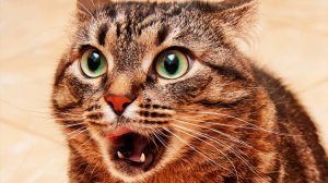 FUNNIEST Poets of 2025...So Far 😂 BEST Animal Videos #1