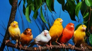 Blue Canary