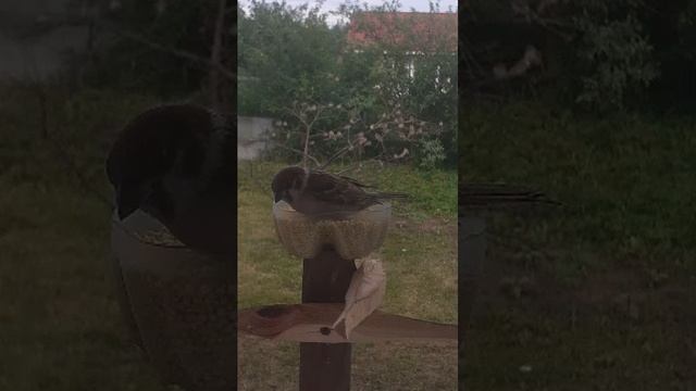 МОРЕ воробьёв на кормушке онлайн!!!