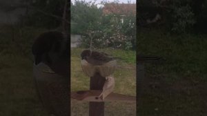 МОРЕ воробьёв на кормушке онлайн!!!