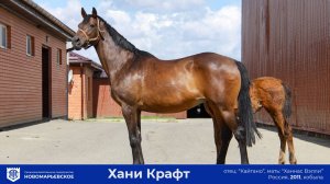Продажа племенной Кобылы Хани Крафт (2011 г.р.) с кобылкой от Легионнэйра и жеребая от Аргуна!