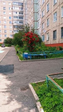 Плетистая роза фламентанц