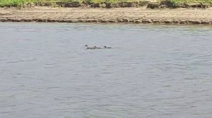 Утки плывут