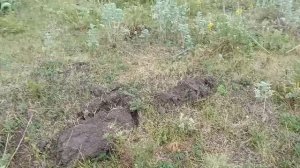 ЛЮБИТЕЛИ ПРИБОРНОГО ПОИСКА 2025 Г.ИЮНЬ КУРСКАЯ ОБЛАСТЬ