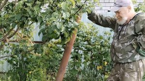 Утро начинается с обхода территории. Красота роз и не только. 23-06-2025