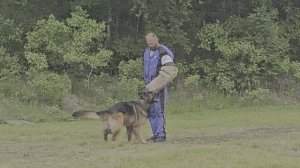 1 Отл. КЧК Югория ЦИРИЛЛА РЕБЕЛЬ +++ №76. КЧК ХАБАРОВСК 13 июня`25 В.Киселева Моно н/о