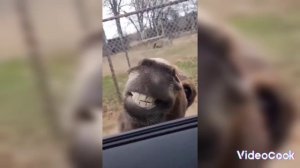 Котики собачки приколы