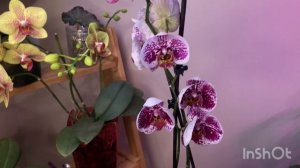 Фаленопсисы по 500 рублей в Планете Лета