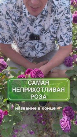 Роза, которая творит магию в вашем саду ✨