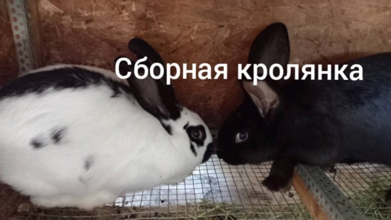 Сборная кролянка. 🐇🐇🐇