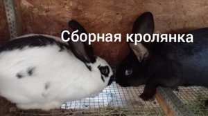 Сборная кролянка. 🐇🐇🐇