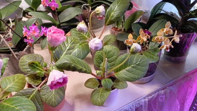 Время полива 😍😊как я поливаю свои глоксинии и орхидеи 🌹💕☺
