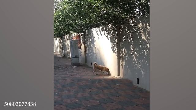 Забавные СОБАКИ, которых Вы взяли из Приюта! ЛУЧШИЕ видео со смешными животными 2024